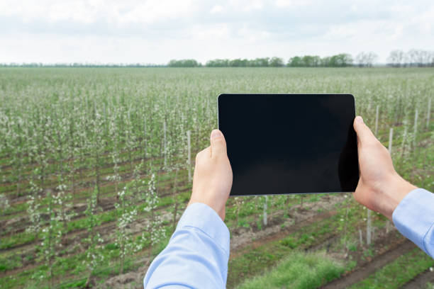 istock Analysis data on farm, smart farming, agriculture technology 1311410789