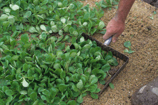 Corn salad Harvesting of Corn salad calles also Lamb's lettuce Valerianella locusta corn salad stock pictures, royalty-free photos & images