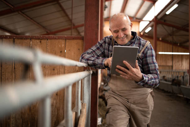ritratto di agricoltore anziano che usa tablet computer e osserva animali domestici in fattoria. - il formaggio di coltivatore foto e immagini stock