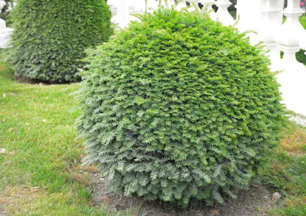 Ball-shaped English yew tree or European yew. Taxus baccata topiary ball growing in a lawn.