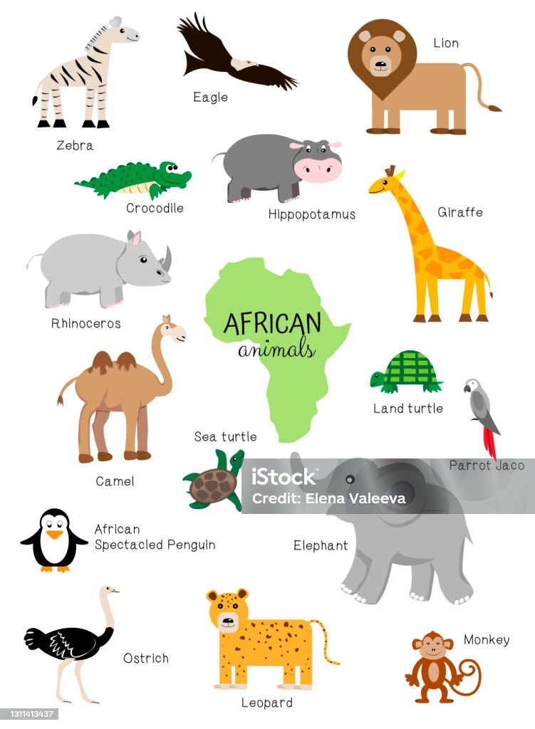 African Animals Set Zoology For Children Poster Elephant Camel Giraffe Rhinoceros Hippopotamus Zebra Parrot Ostrich Penguin Jaguar Opyazian Lion Eagle Stock Illustration - Download Image Now - iStock African Animals Set Zoology For Children Poster Elephant Camel Giraffe Rhinoceros Hippopotamus Zebra Parrot Ostrich Penguin Jaguar Opyazian Lion Eagle Stock Illustration - Download Image Now - iStock
