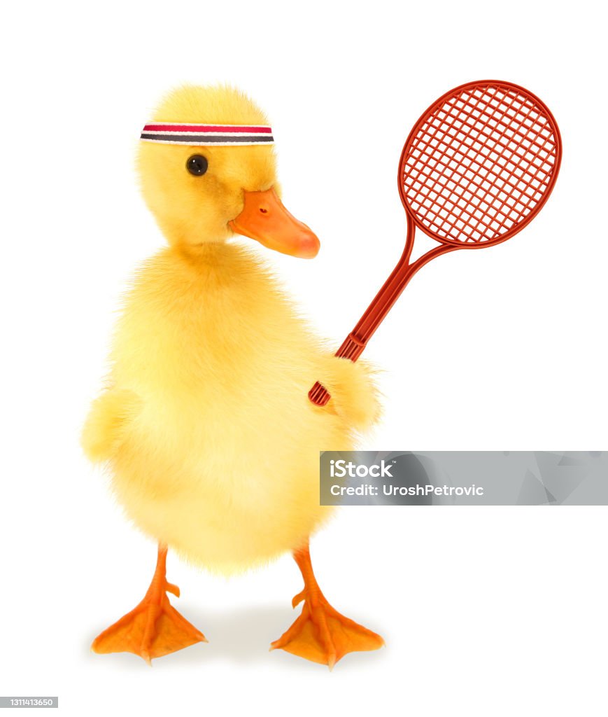 Dễ Thương Mát Mẻ Chơi Tennis Chơi Vịt Con Vịt Với Vợt Hoặc Hình ...