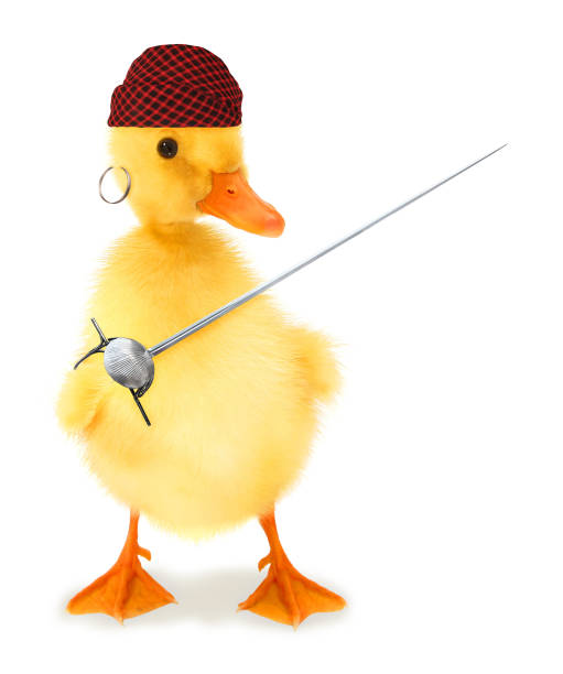 istock Cute cool duckling pirate duck privateer with sabre funny conceptual image 1311413653