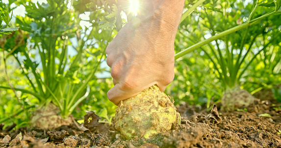 Close-up of man's hand pulling celery root in vegetable garden.