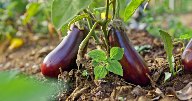 Aubergine growing in farm Close-up of ripe aubergine in vegetable garden. eggplant  stock pictures, royalty-free photos & images