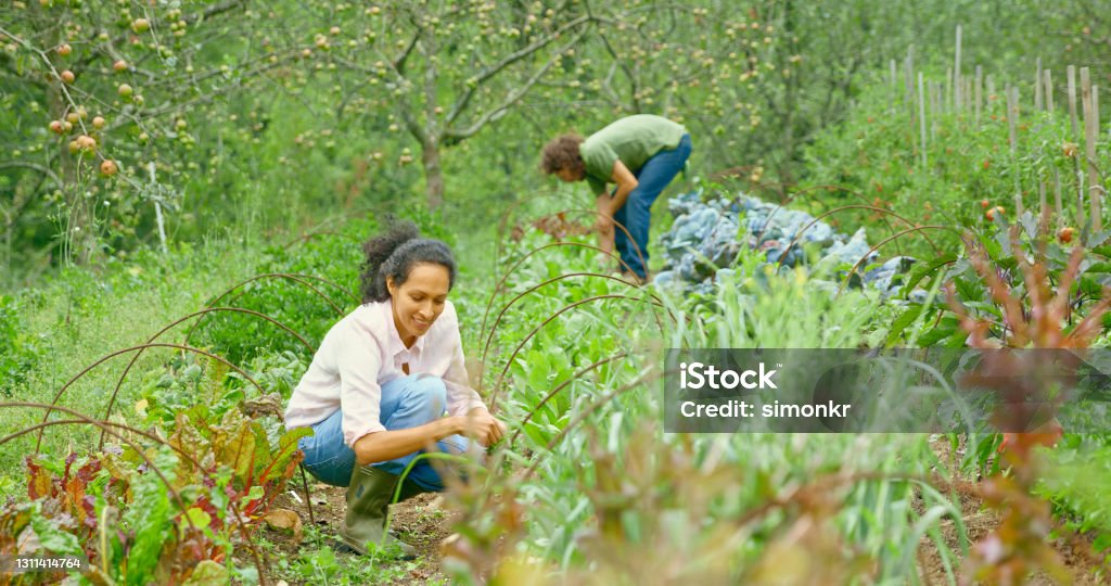 Smiling mature woman plucking weeds in farm Smiling female farm worker plucking weeds in vegetable garden with man working in background. Permaculture Stock Photo