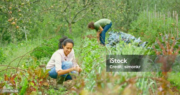 Smiling Mature Woman Plucking Weeds In Farm Stock Photo - Download Image Now - Permaculture, Vegetable Garden, Weeding