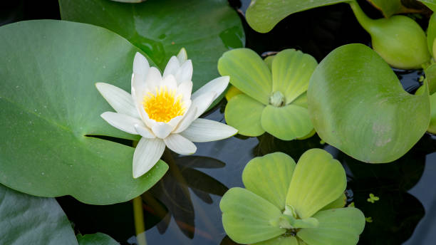 istock Water Lily flower in pond 1311416189