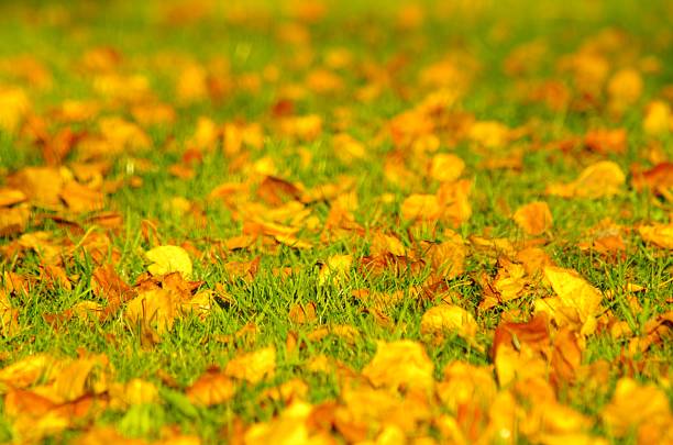 Yellow foliage on meadow