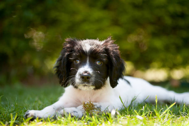 istock Butter wouldn't melt-beautiful spaniel puppy lying looking at camera in garden angelic bundle of mischief waiting to be unleashed. 1311416384
