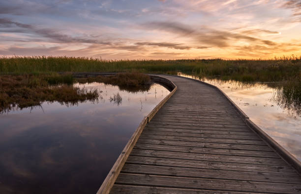 istock wooden bridge across the lake 1311417412