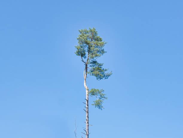 corona de un árbol de coníferas contra el cielo azul - treetop sky tree high section fotografías e imágenes de stock