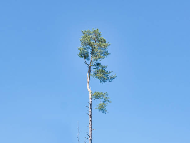 crown of a coniferous tree against blue sky - treetop sky tree high section imagens e fotografias de stock