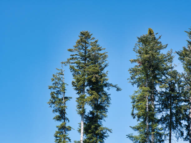 tree crowns of several conifers against a blue sky - treetop sky tree high section imagens e fotografias de stock