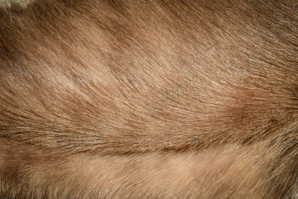 istock focus of hairs cat , cat fur texture 1311418933