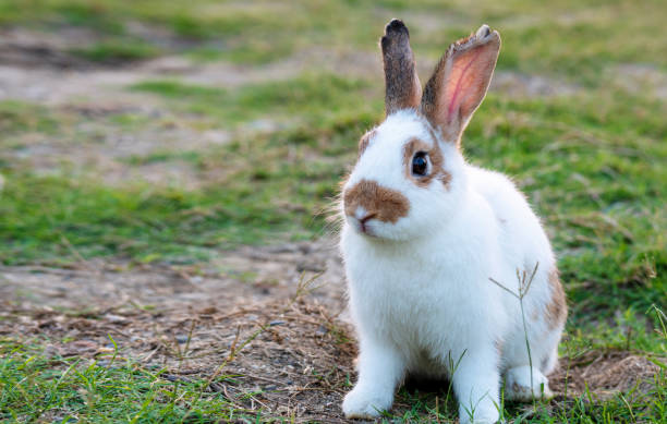 istock Easter bunny concept. Adorable fluffy little white and brown rabbits looking at something while sitting on the green grass over natural background. 1311419845