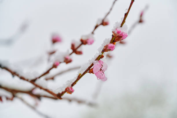 開花桃の雪を覆う枝のクローズアップ - branch blossom flower peach tree ストックフォトと画像