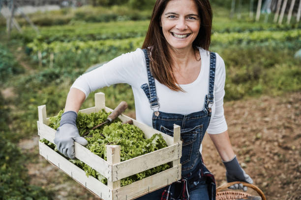 caucasian woman working at home garden picking up organic lettuce - healthy food and harvest concept - focus on face - scented non urban scene spring dirt imagens e fotografias de stock