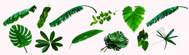 istock More beautiful exotic tropical leaves, isolated leaf background 1311421265
