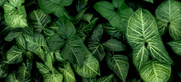 istock abstract green leaf texture, nature background, tropical leaf 1311421283
