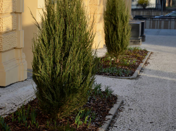 istock columnar juniper tree or shrub of higher but narrow 1311422588
