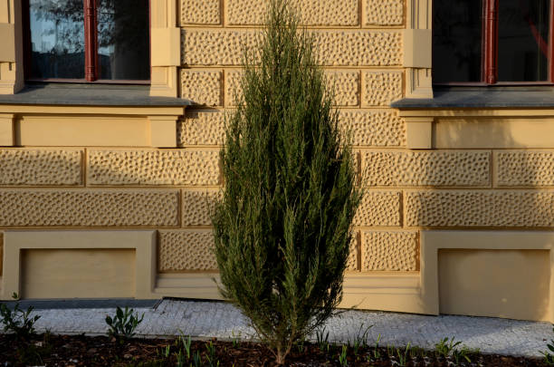 istock columnar juniper tree or shrub of higher but narrow 1311422614