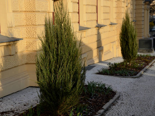 istock columnar juniper tree or shrub of higher but narrow 1311422714