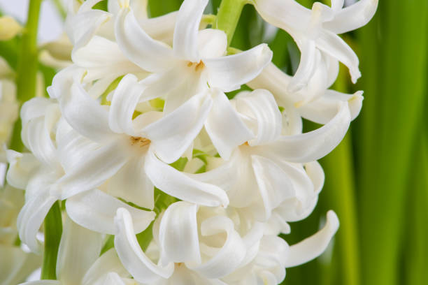 istock Spring garden white hyacinth flower 1311422940
