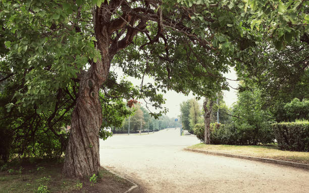 istock landscape, oak and other trees beside the road 1311427299