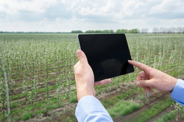 istock Horticulture, fruit industry and modern smart garden 1311427346