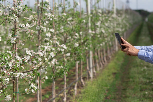 istock Fruit trees in bloom, gardening and agriculture 1311427987