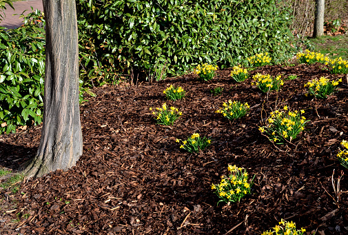 perennial beds with miniature bunches of daffodils in a bark mulched flower bed on a hill. stones and small shrubs create a sunny park scene in spring narcissus pseudonarcissus tete a tete prunus laurocerasus, spiraea, bumalda and  pulsatilla verna yucca filamentosa carpinus betulus