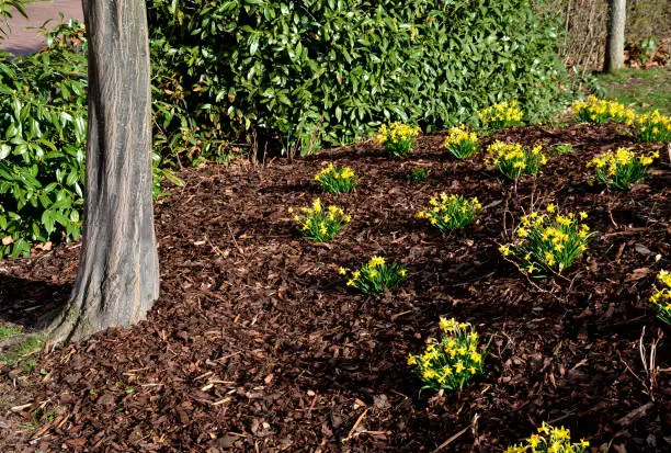 Photo of perennial beds with miniature bunches of daffodils