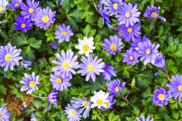 istock Purple balkan anemone blooming in spring garden, selective focus. 1311428453