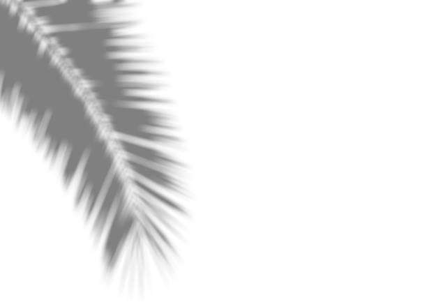 istock Shadow overlay effect for photo. Blurred shadows from palm leaves and tropical branches on a white wall in sunlight. 1311428567