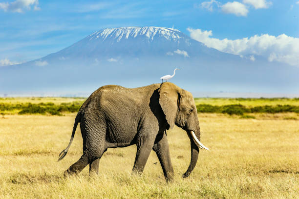istock Egret stands on the elephant 1311428887