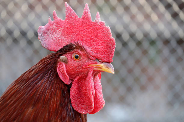 istock Red rooster close up, poultry concept 1311429465