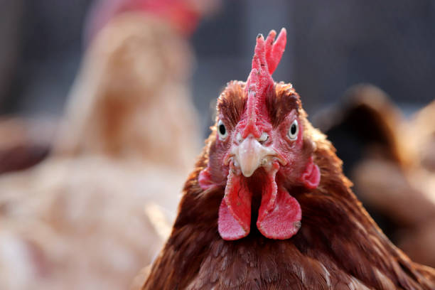 istock Chicken on the farm, poultry concept 1311429734