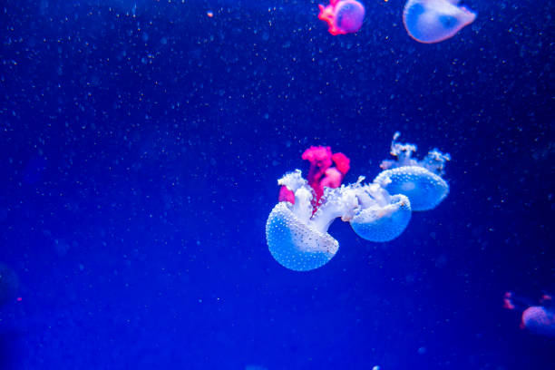 australian spotted jellyfish phyllorhiza punctata - white spotted jellyfish imagens e fotografias de stock