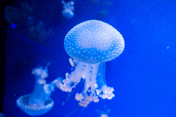 australian spotted jellyfish phyllorhiza punctata - white spotted jellyfish imagens e fotografias de stock