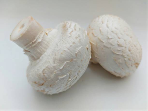 istock 2 Champions, Dish Mushrooms 1311433072