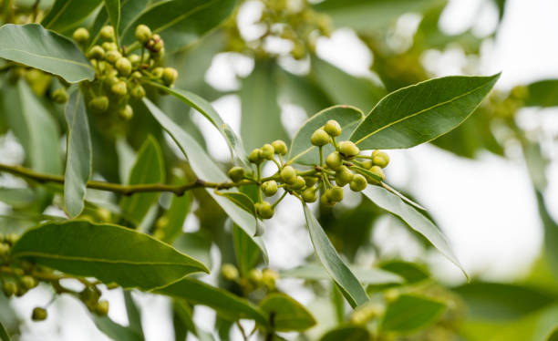 foglie sempreverdi aromatiche laurus nobilis con bocciolo di fiori da vicino. bay tree (alloro, baia dolce, vero alloro, alloro greco) cresce nell'arboretum park southern cultures a sirius (adler) sochi. - spring bud horizontal color image foto e immagini stock