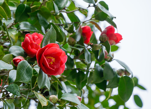Japanese Camellia (Camellia japonica) in sunny spring day in Arboretum Park Southern Cultures in Sirius (Adler). Close-up red rose-like blooms camellia flower and buds with evergreen glossy leaves