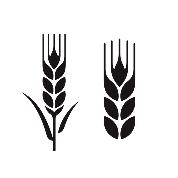 wheat ears set Ears of wheat. Ears of rye. Isolated on white design elements bread silhouettes stock illustrations