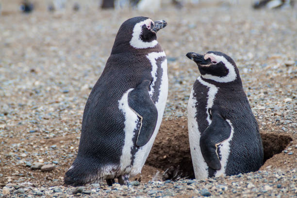 istock Penguin colony on Isla Magdalena island, Chile 1311434884