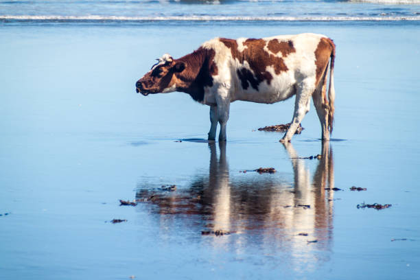 istock Cow eats a sea weed on a beach in Chiloe National Park, Chile 1311435373