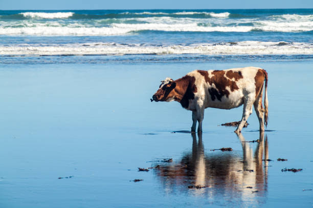 istock Cow eats a sea weed on a beach in Chiloe National Park, Chile 1311435375