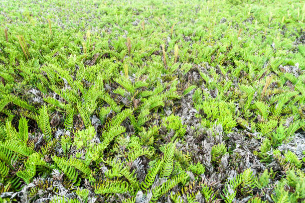 istock Ferns in Chiloe National Park, Chile 1311435380