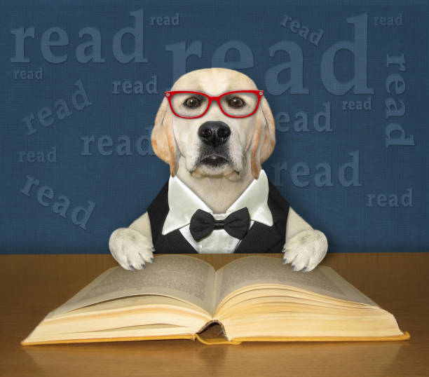 istock Dog labrador smart reads book at desk 2 1311437382
