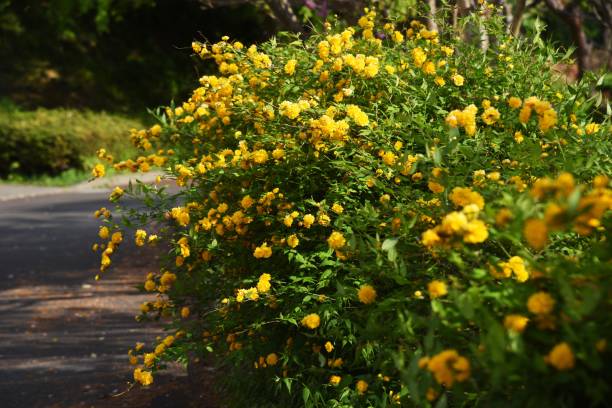 Double-flowered japanese kerria flowers. Double-flowered japanese kerria flowers. Rosaceae plant. double flower stock pictures, royalty-free photos & images